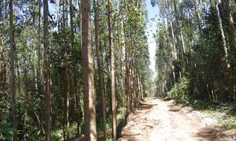 Imagem 1: 16 HECTARES COM EUCALIPTO