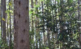 Imagem 6: 16 HECTARES COM EUCALIPTO