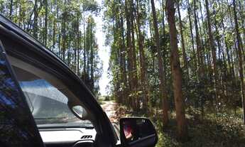 Imagem 7: 16 HECTARES COM EUCALIPTO