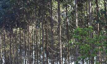 Imagem 3: FLORESTA DE EUCALIPTO 15 HECTARES!!