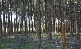 Imagem: FLORESTA DE EUCALIPTO 15 HECTARES!!