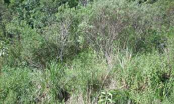 Imagem 2: Terreno com 3 Dormitorio(s) localizado(a) no bairro Oriental em Caxias do Sul / Rio Grand