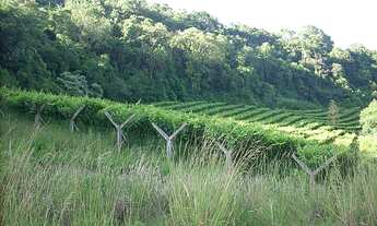 Imagem 4: Terreno com 2 Dormitorio(s) localizado(a) no bairro N. Sra das Graças em Caxias do Sul