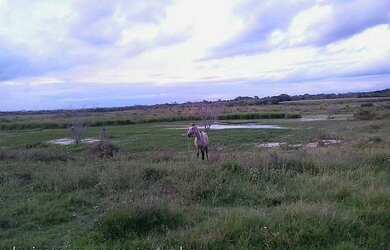 Imagem 6: Área de Terra com 4 Dormitorio(s) localizado(a) no bairro . em Nova Santa Rita / Rio Gran
