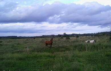Imagem 3: Área de Terra com 4 Dormitorio(s) localizado(a) no bairro . em Nova Santa Rita / Rio Gran