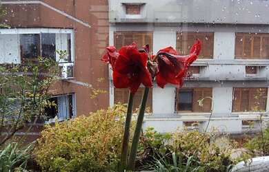 Imagem 7: Cobertura com 3 Dormitorio(s) localizado(a) no bairro Centro em Canoas / Rio Grande do Su