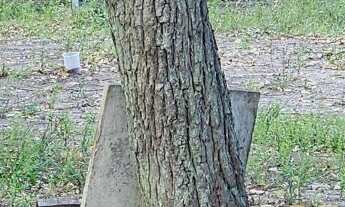 Imagem 6: Imóvel rural em Cidreira: Sitio na Estância da Lagoa