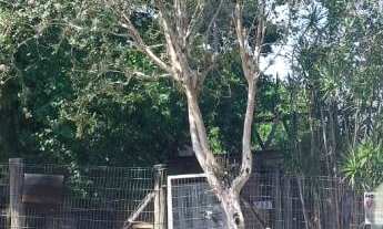 Imagem: Terreno com 3 Dormitorio(s) localizado(a)