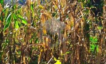 Imagem 6: Terreno Bairro Floresta - Dois Irmãos