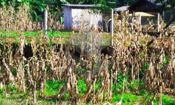 Imagem: Terreno Bairro Floresta - Dois Irmãos