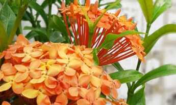 Imagem 6: Casa para venda com 2 quartos e uma suíte no bairro SIM