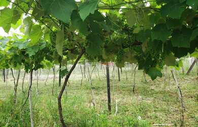 Imagem 4: Sítio com 2 Dormitorio(s) localizado(a) no bairro Nova Aurora em Igrejinha / Rio Grande d