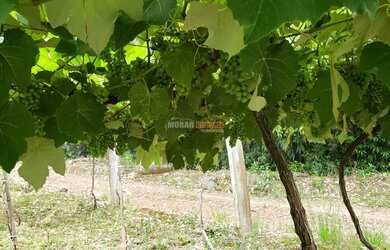 Imagem 5: Sítio com 2 Dormitorio(s) localizado(a) no bairro Nova Aurora em Igrejinha / Rio Grande d