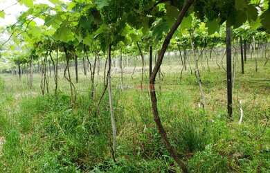 Imagem 6: Sítio com 2 Dormitorio(s) localizado(a) no bairro Nova Aurora em Igrejinha / Rio Grande d