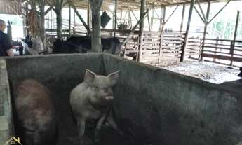 Imagem: Sítio bairro Joaneta, Picada Café RS