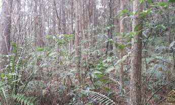 Imagem 2: Área de terra bairro Morro Hansen , Picada Café RS