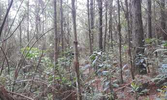 Imagem 4: Área de terra bairro Morro Hansen , Picada Café RS