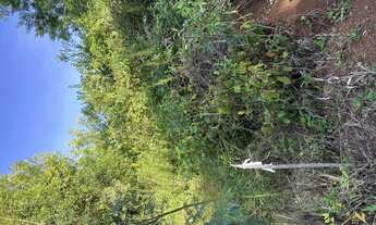 Imagem 7: Área de terra com 50.966,00 m², no bairro Linha Olinda, Nova Petrópolis. RS