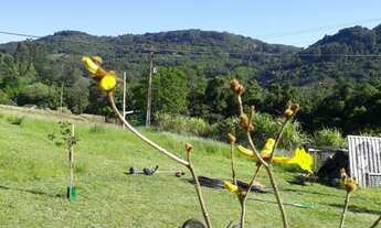 Imagem 4: Área de terras com 11.777,62 m² na Linha Pirajá Baixa em Nova Petrópolis RS