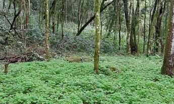 Imagem 2: Área de terra bairro Linha Olinda , Nova Petrópolis RS