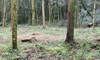 Imagem 3: Área de terra bairro Linha Olinda , Nova Petrópolis RS