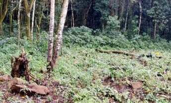 Imagem 6: Área de terra bairro Linha Olinda , Nova Petrópolis RS