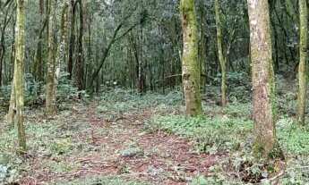 Imagem 7: Área de terra bairro Linha Olinda , Nova Petrópolis RS