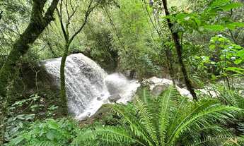 Imagem 7: Área de terra com 80.000 m². Linha Temerária, Nova Petrópolis RS!