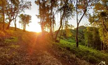 Imagem 4: Área de terra com 1.5 Hectare,(15.000 m²) Linha Olinda na cidade de Nova Petrópolis RS
