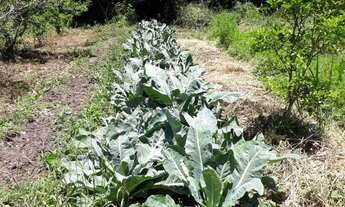 Imagem 6: Excelente área de terra no Bairro Germânia