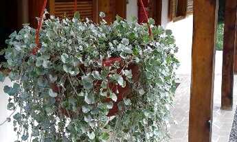 Imagem 7: EXCELENTE POUSADA EM MEIO A NATUREZA. NA LINHA IMPERIAL