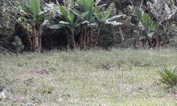 Imagem 4: Barbada, Lindo terreno no centro de Picada Café!