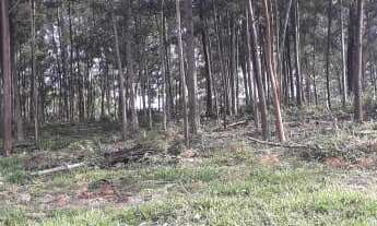 Imagem 5: Lindo Sitio na Linha São Jaco em Nova Petrópolis RS