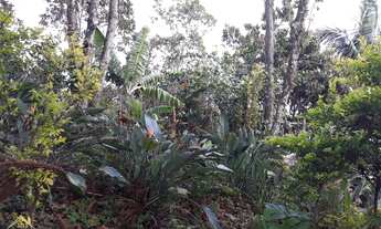 Imagem: Sítio com 3 hectares(30.000 m² ) Com Vista