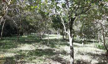 Imagem 2: Maravilhoso Sítio com duas áreas de terras no Bairro Kaffeck em Picada Café