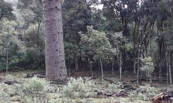 Imagem 4: Maravilhoso sitio na Linha Imperial!