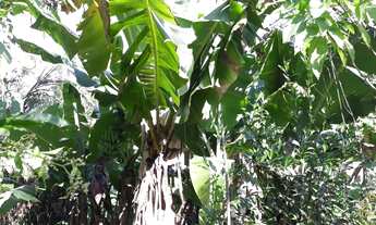 Imagem 7: Belíssima área de terra em Linha Nova RS!