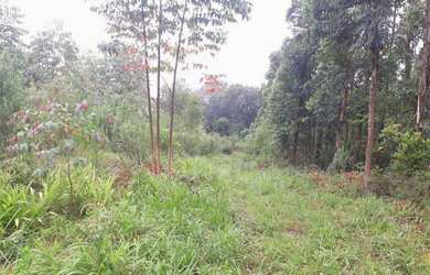 Imagem 3: Excelente área de terra em Nova Petrópolis bairro Pinhal Alto , RS