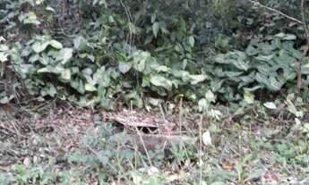 Imagem 5: Excelente terreno em Picada Café ,RS