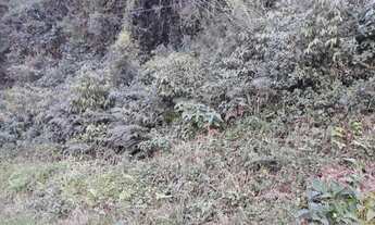 Imagem 6: Excelente área de terra em Picada Café, RS