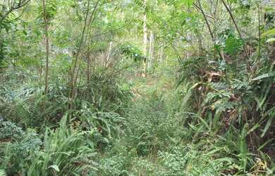 Imagem 2: Área de terra bairro Linha Brasil Fundos, Nova Petrópolis RS