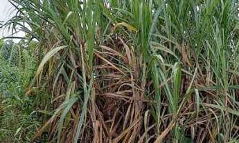Imagem 3: Lindos terrenos no Bairro Vila Nova na cidade do Vale Real RS