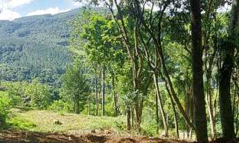 Imagem 4: Área de terra à venda bairro Floresta, Picada Café RS