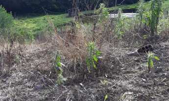 Imagem: Terreno em Picada Café, bairro Joaneta