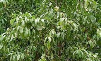 Imagem: Área de terra com 23.500 m². Bairro Bavária