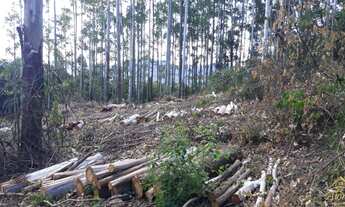 Imagem 3: Área de terra Linha Nova RS