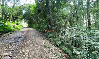 Imagem 4: ÁREA COM 50.000 m² PLANTADO COM EUCALIPTO