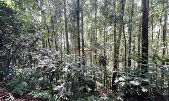 Imagem 6: ÁREA COM 50.000 m² PLANTADO COM EUCALIPTO