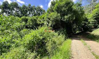 Imagem 7: ÁREA COM 50.000 m² PLANTADO COM EUCALIPTO