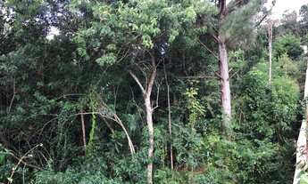 Imagem 6: Terreno com 1 Dormitorio(s) localizado(a) no bairro Juriti em Nova Petrópolis / RIO GRAND